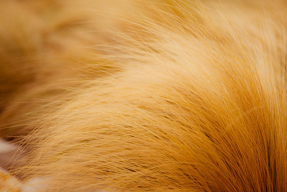 Golden Winter Grass