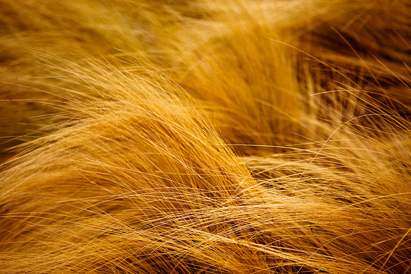 Golden Winter Grass