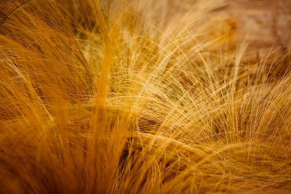 Golden Winter Grass
