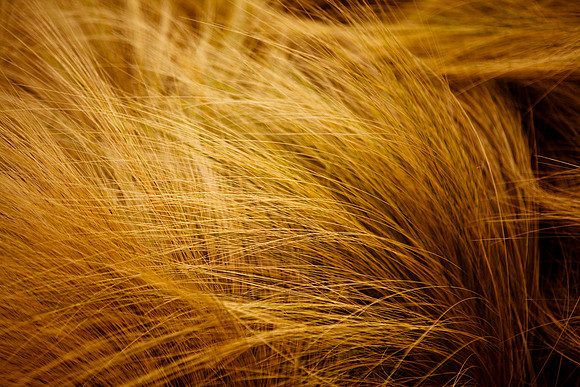 Golden Winter Grass
