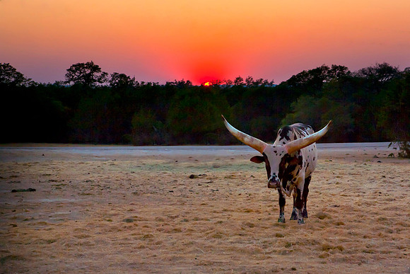 Texas Hill Country Sunset